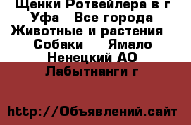 Щенки Ротвейлера в г.Уфа - Все города Животные и растения » Собаки   . Ямало-Ненецкий АО,Лабытнанги г.